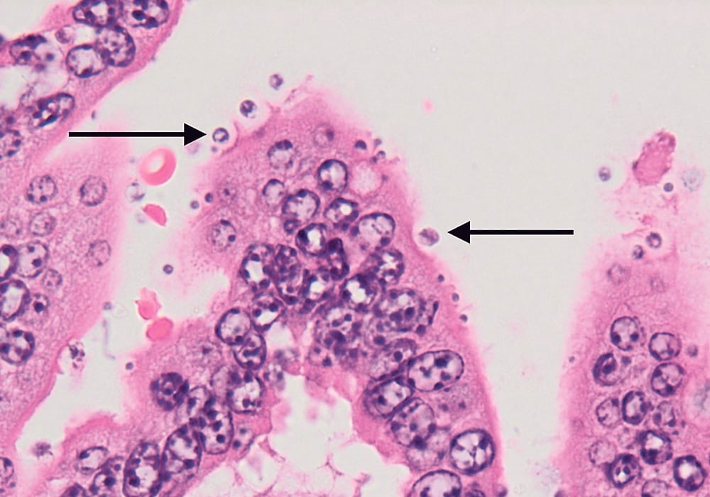 Cryptosporidiosis is a common cause of scours in calves | The Western ...