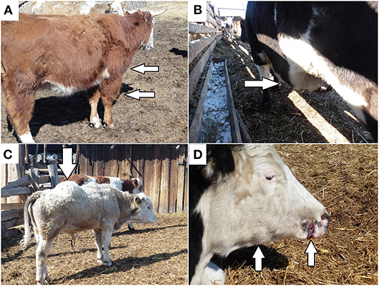 Distinct clinical signs of blackleg: (A) oedema in the scapular shoulder joint of the anterior right limb; (B) oedema in the abdominal cavity; (C) oedema in the back; (D) papilloma trauma on the cow muzzle with subsequent oedema and the formation of nodes in the subcutaneous tissue in the area of the right branch of the jaw.